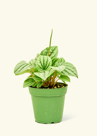 Peperomia 'Frost', Small
