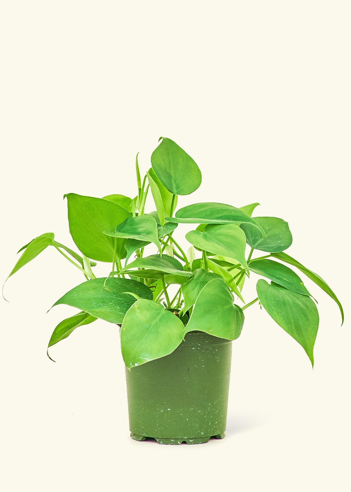 Small Sweetheart Philodendron (Philodendron cordatum)