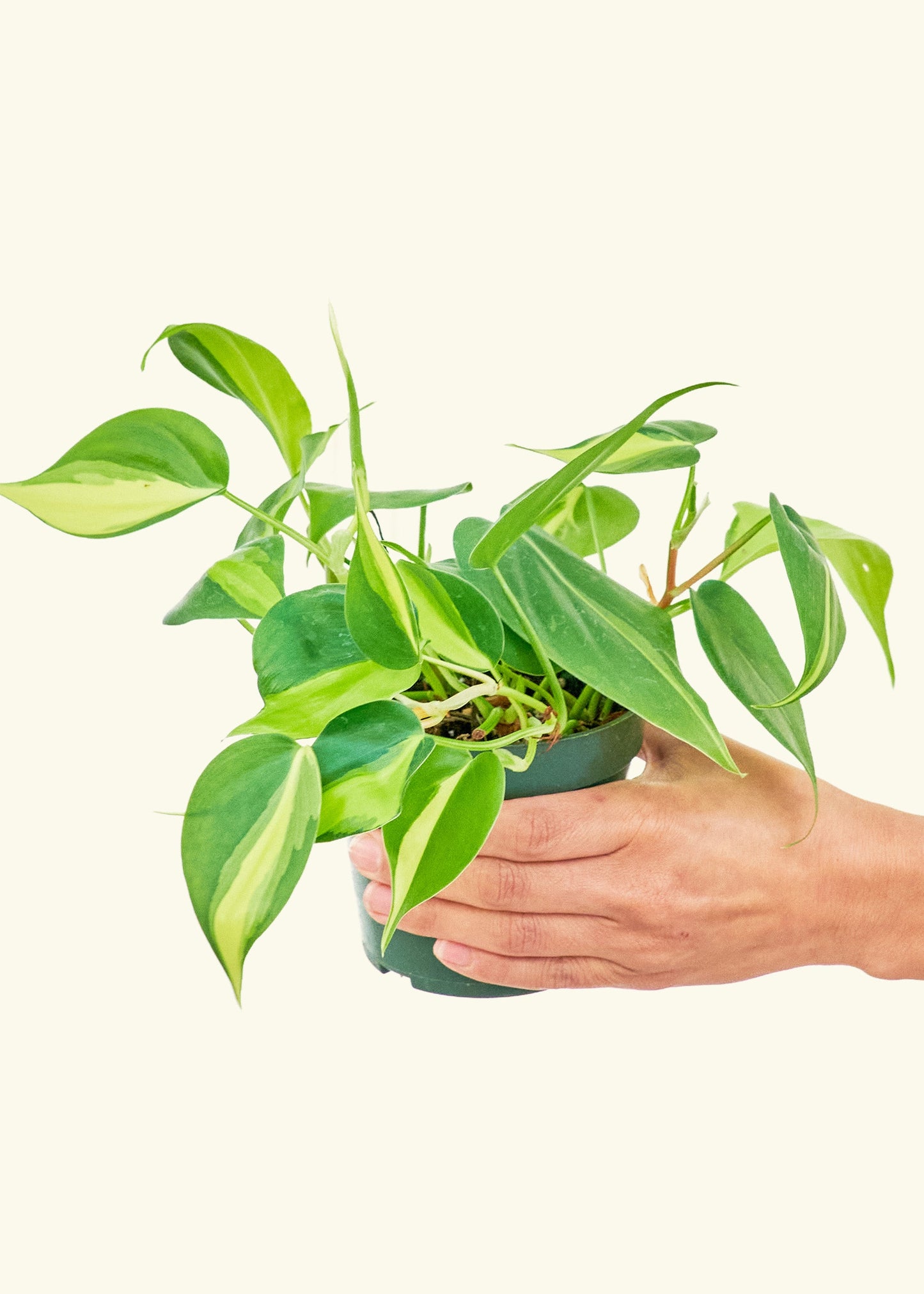Small Philodendron Brasil (Philodendron hederaceum) in a grow pot.