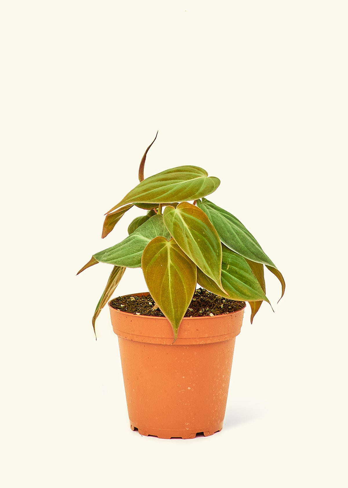 Small Velvet Leaf Philodendron (Philodendron micans) in a grow pot.