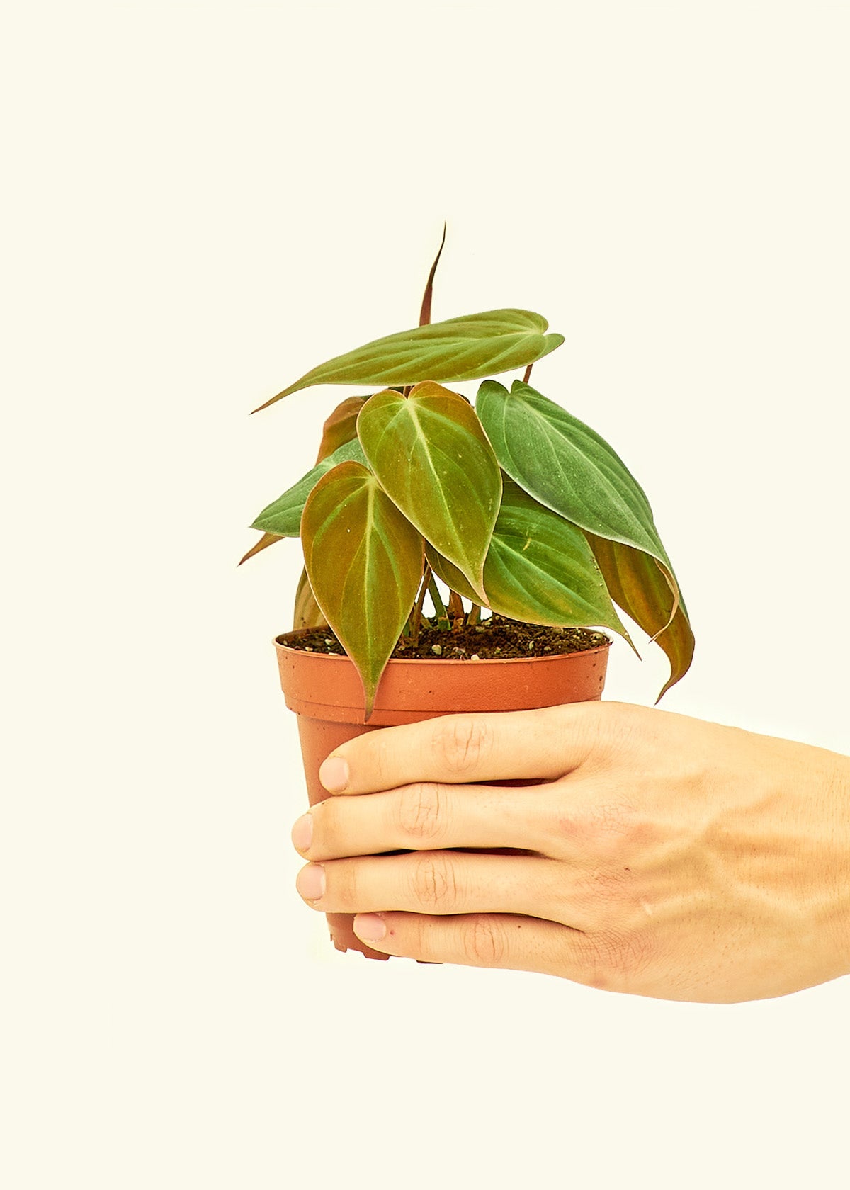 Enrollment product available pest vendor plus pesticides seller enterprises.