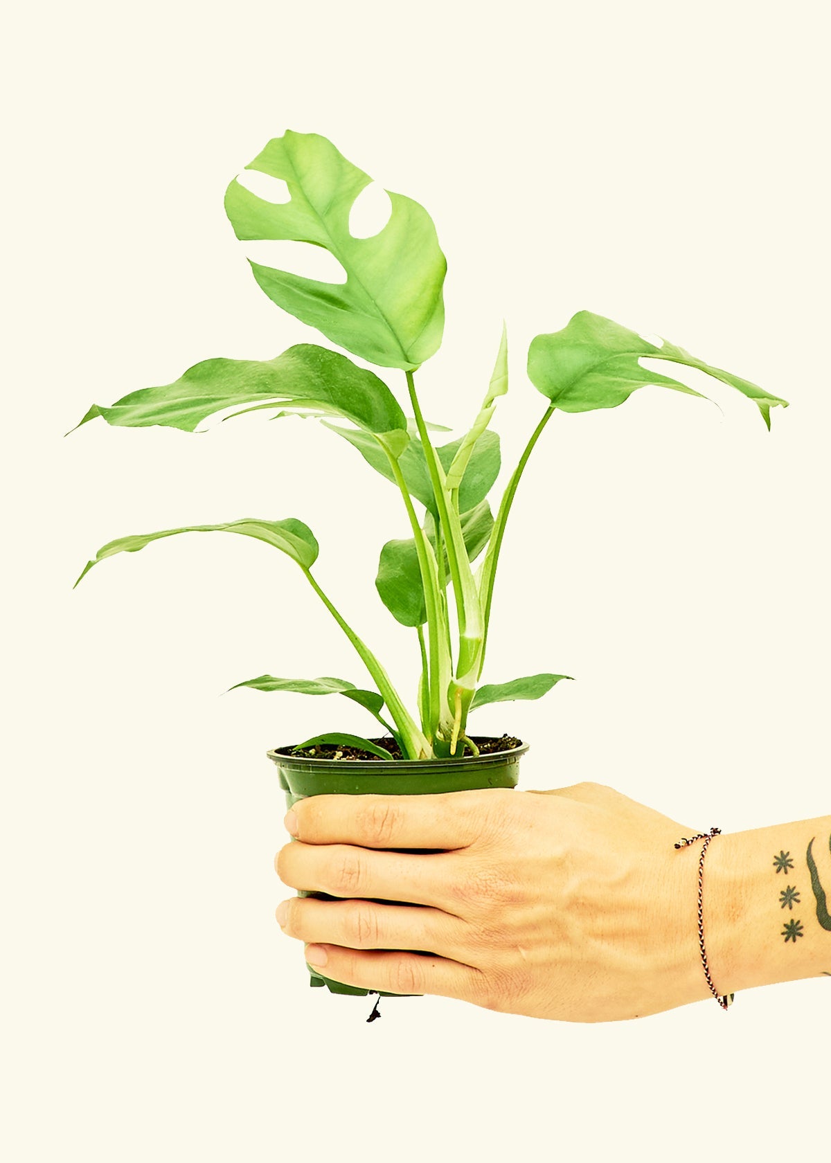 Small Mini Monstera (Rhaphidophora tetrasperma) – Rooted