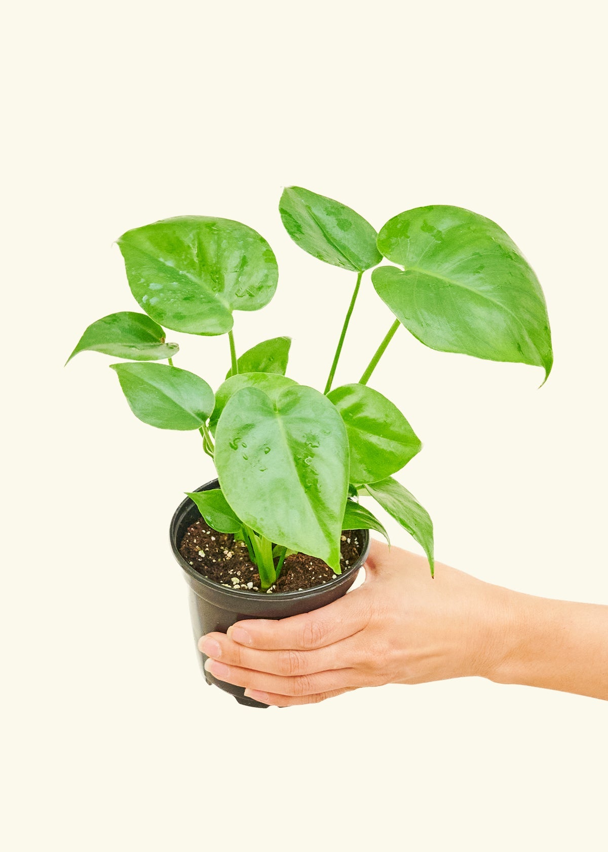 Small Swiss Cheese Plant (Monstera deliciosa)