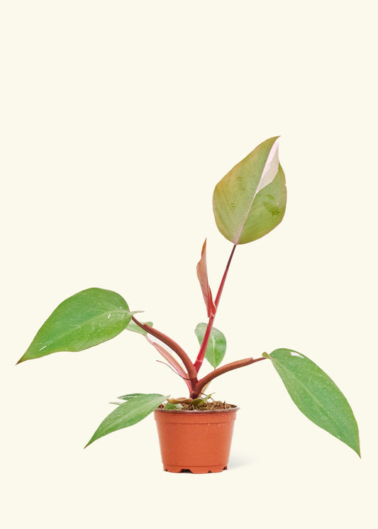 Small Philodendron erubescens 'Pink Princess' (Philodendron 'Pink Princess') in a grow pot.