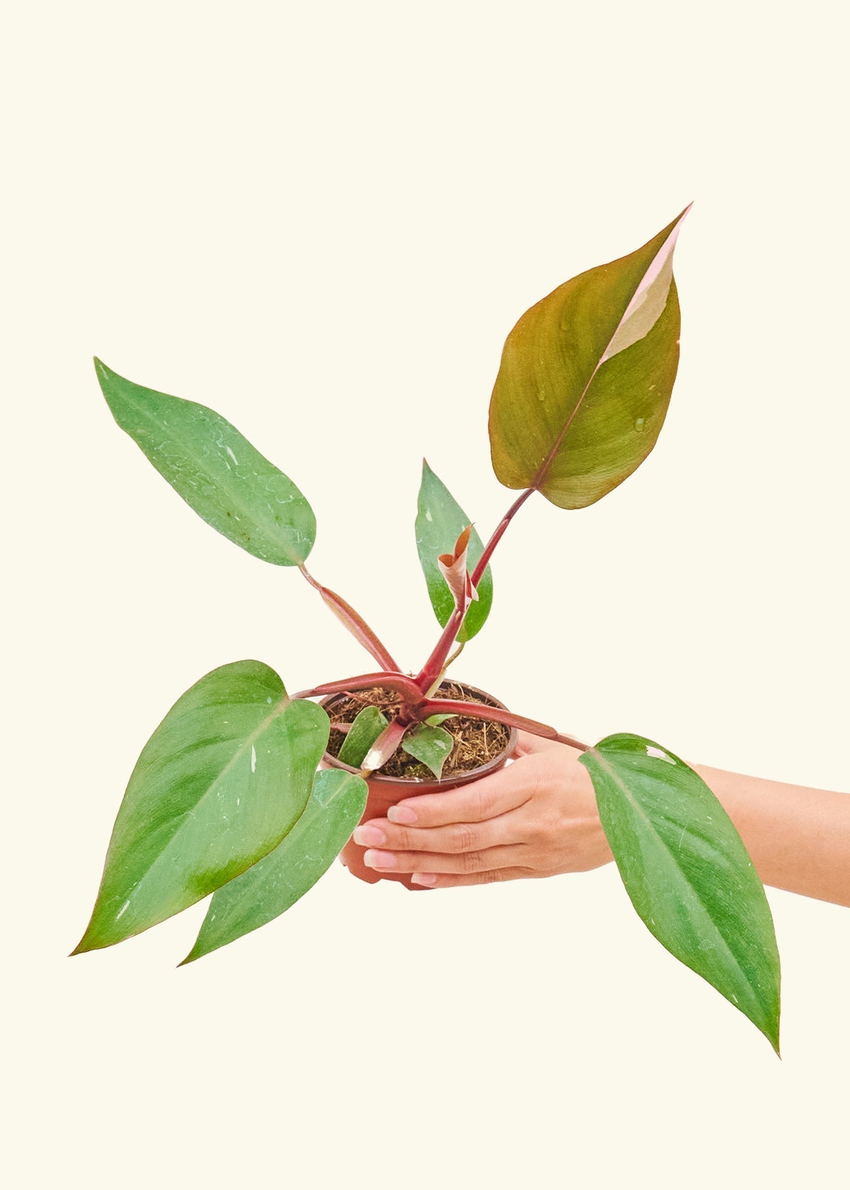 Small Philodendron erubescens 'Pink Princess' (Philodendron 'Pink Princess') in a grow pot.