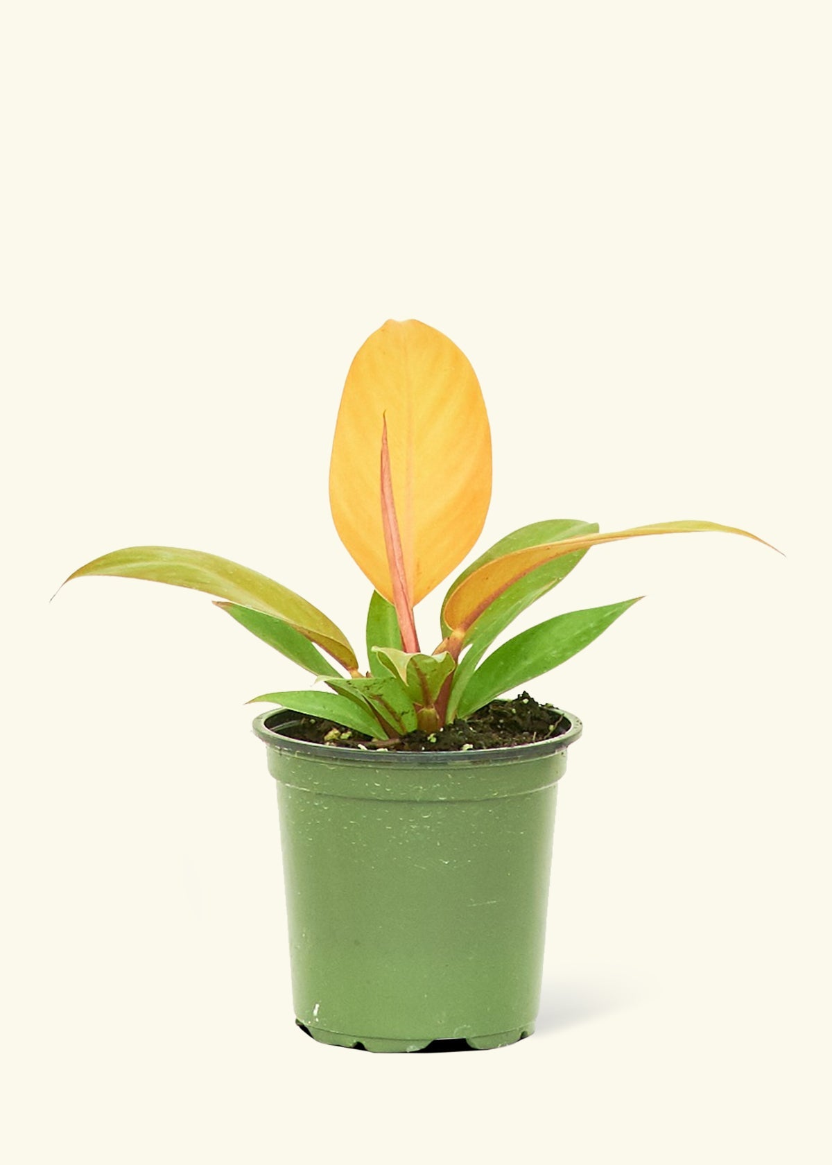 Small Philodendron Prince of Orange in a grow pot.