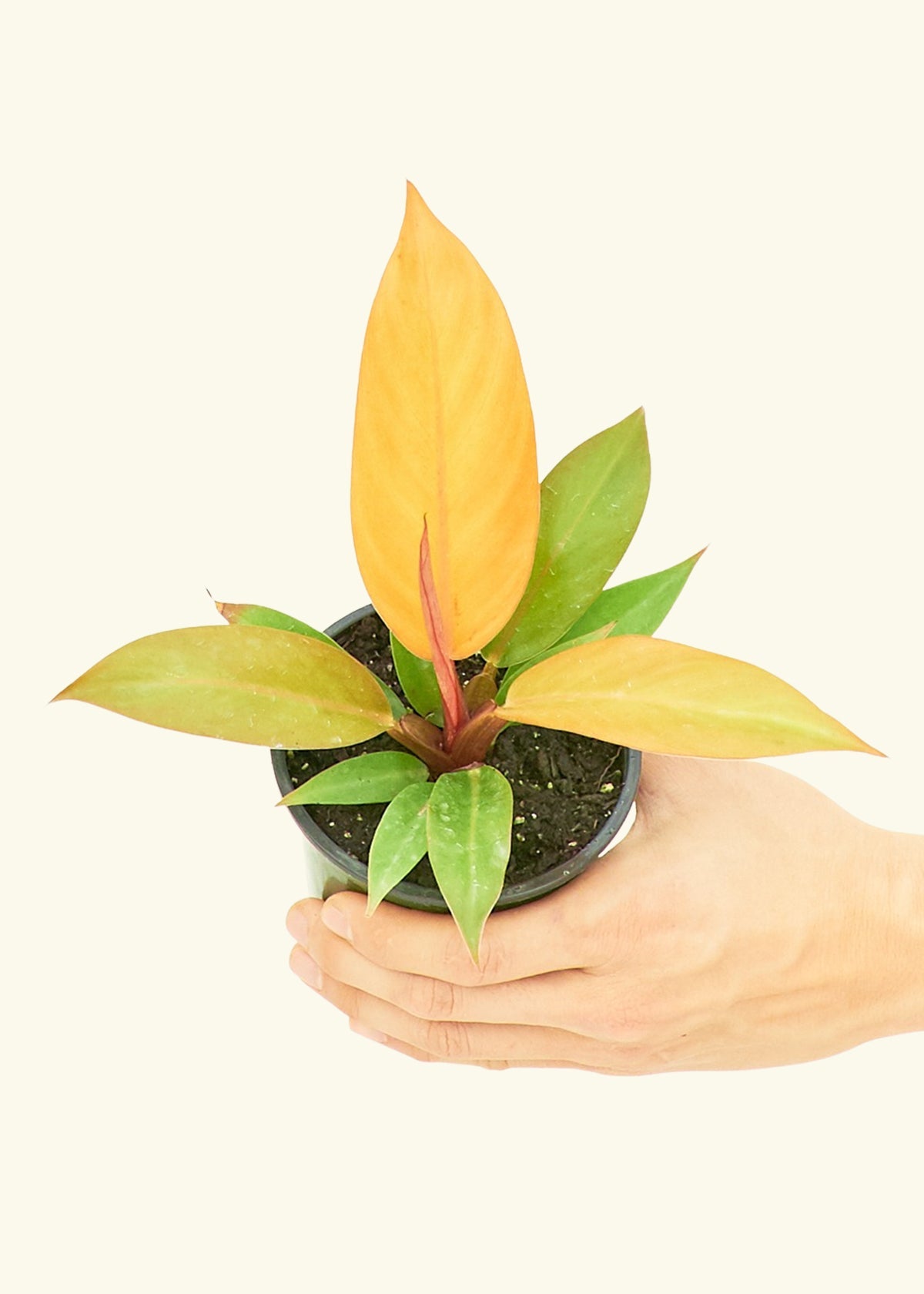 Small Philodendron Prince of Orange in a grow pot.