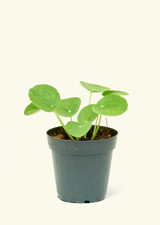 Small Chinese Money Plant in a grow pot.