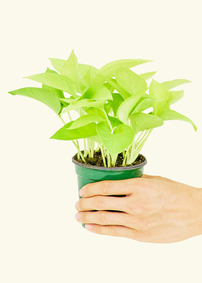 Small Neon Pothos (Epipremnum aureum) in a grow pot.