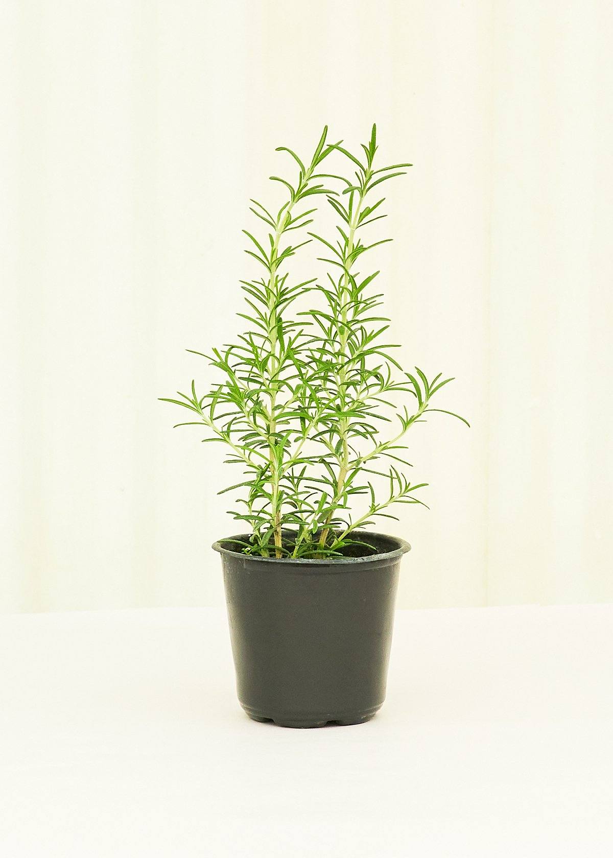Rosemary 4-Pack Plant Rooted 