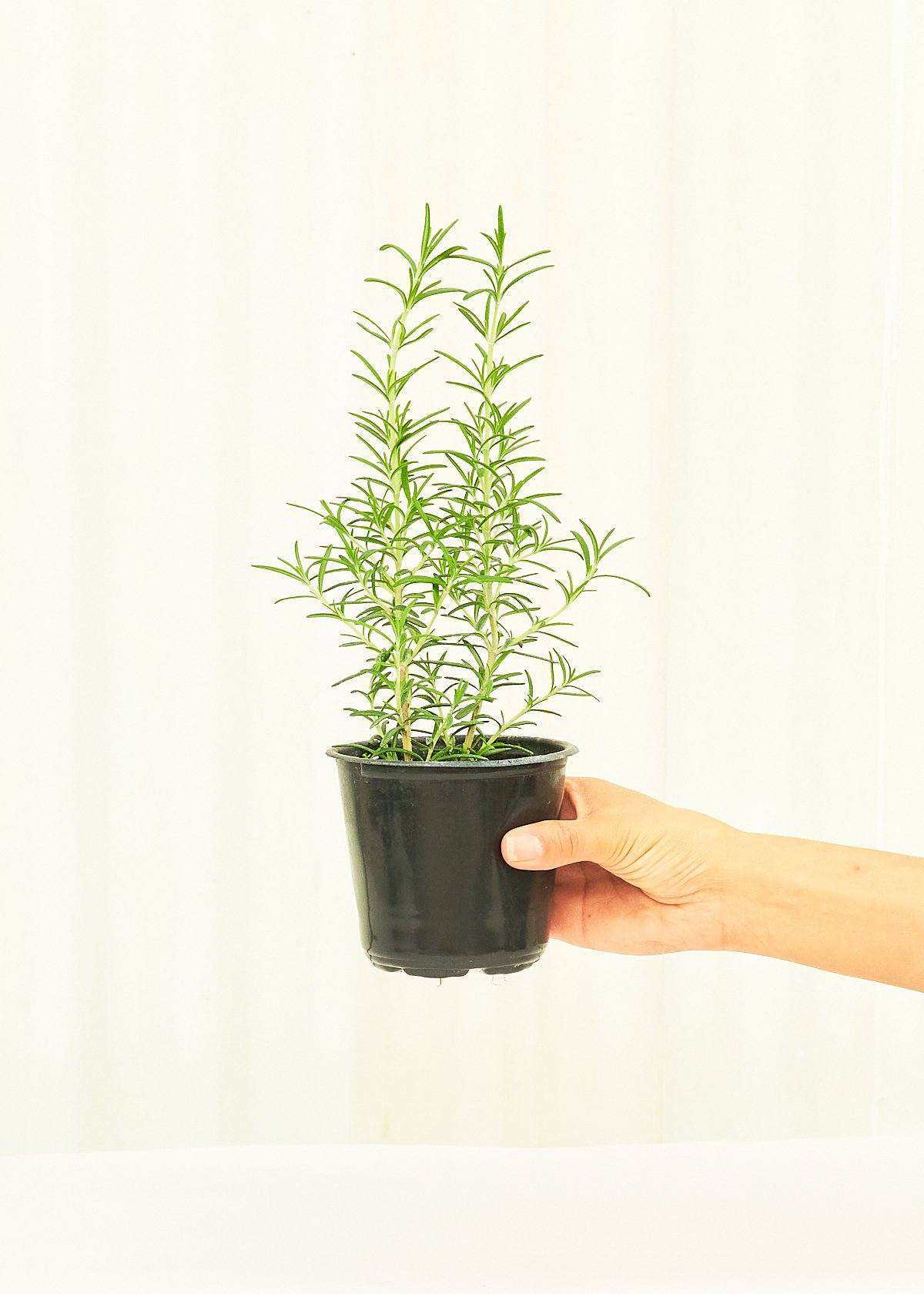 Rosemary 4-Pack Plant Rooted 