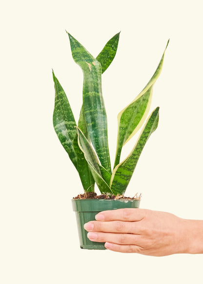 Small Snake Plant (Sansevieria laurentii) in a grow pot.