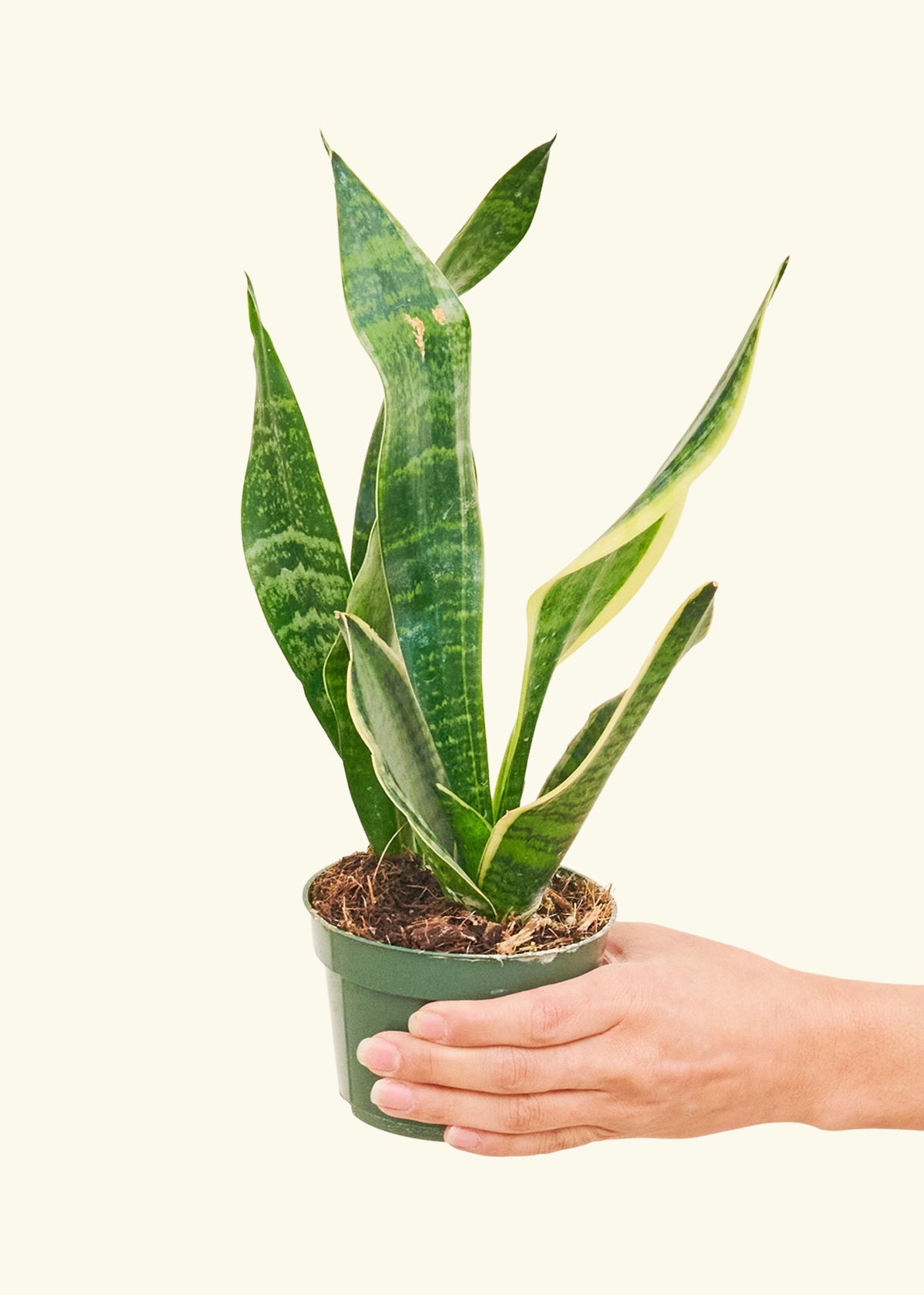 Small Snake Plant (Sansevieria laurentii) in a grow pot.