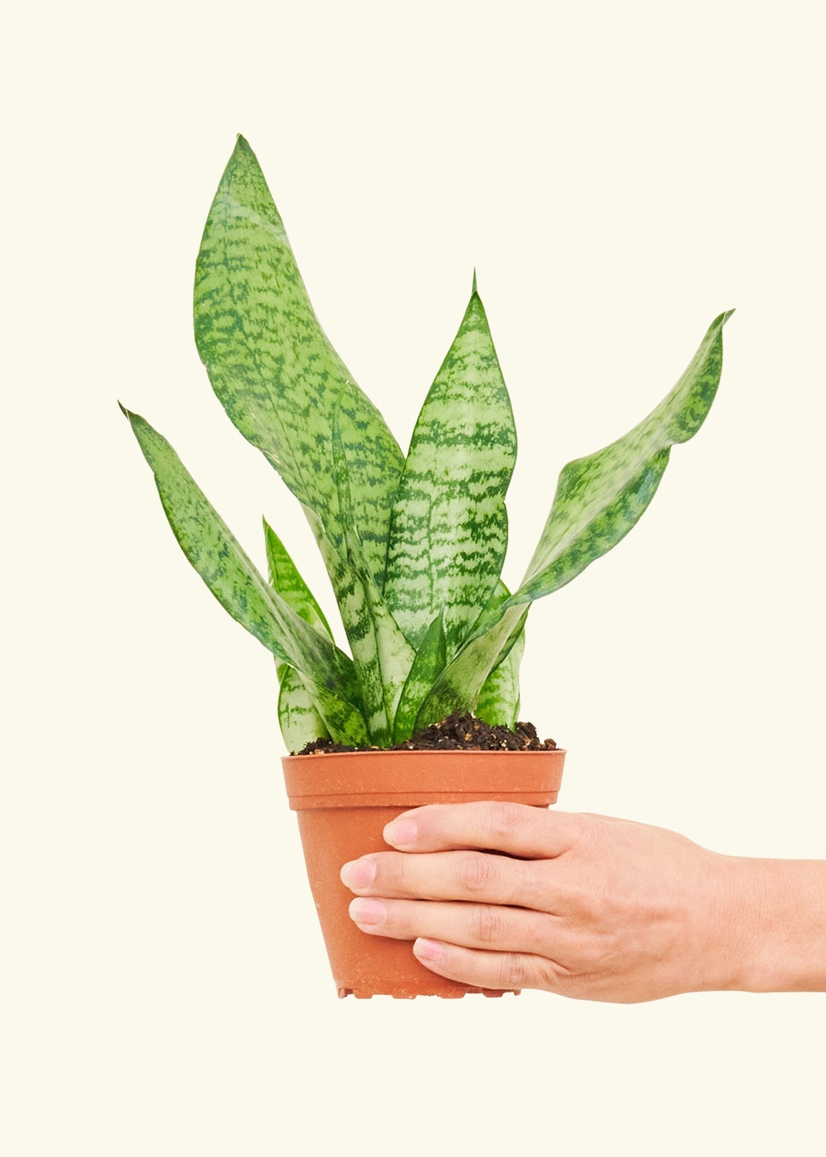 Small Snake Plant (Sansevieria zeylanica) in a grow pot.