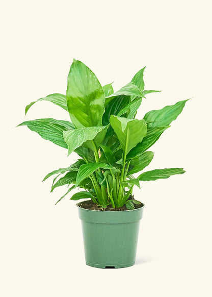 Small Spath Peace Lily (Spathiphyllum wallisii) in a grow pot.