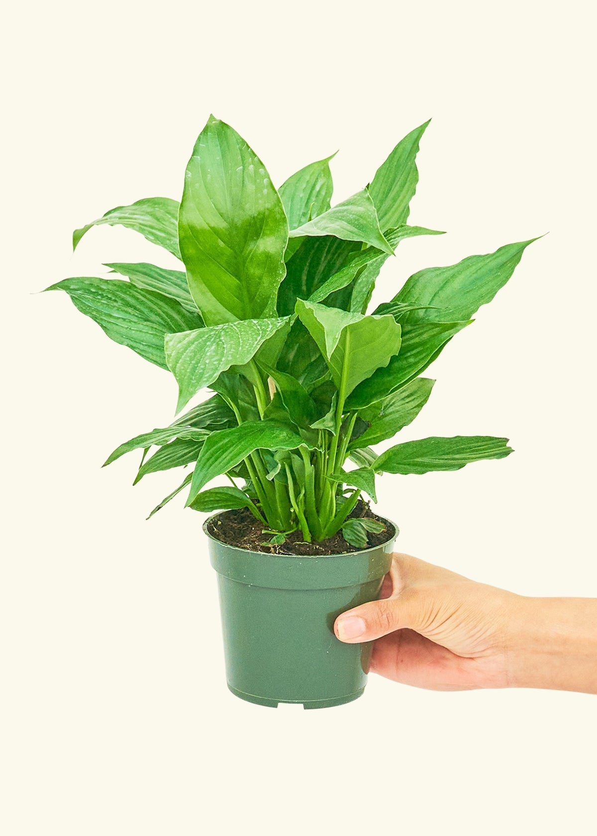 Small Spath Peace Lily (Spathiphyllum wallisii) in a grow pot.