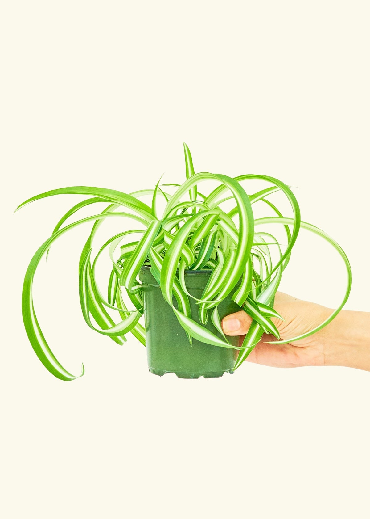 Small Spider Plant 'Bonnie' (Chlorophytum comosum 'Bonnie') – Rooted