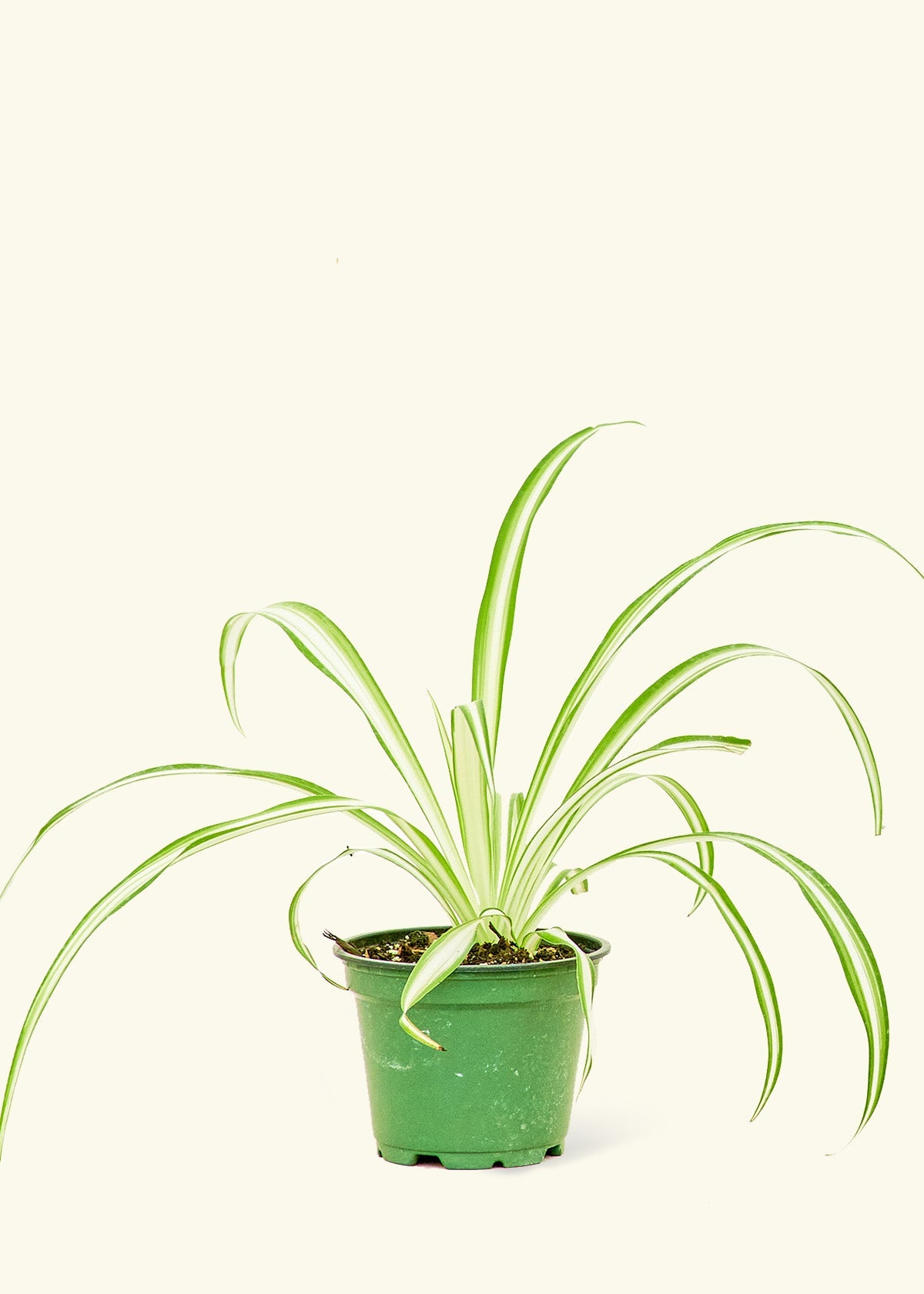 Small Variegated Spider Plant (Chlorophytum comosum variegata)