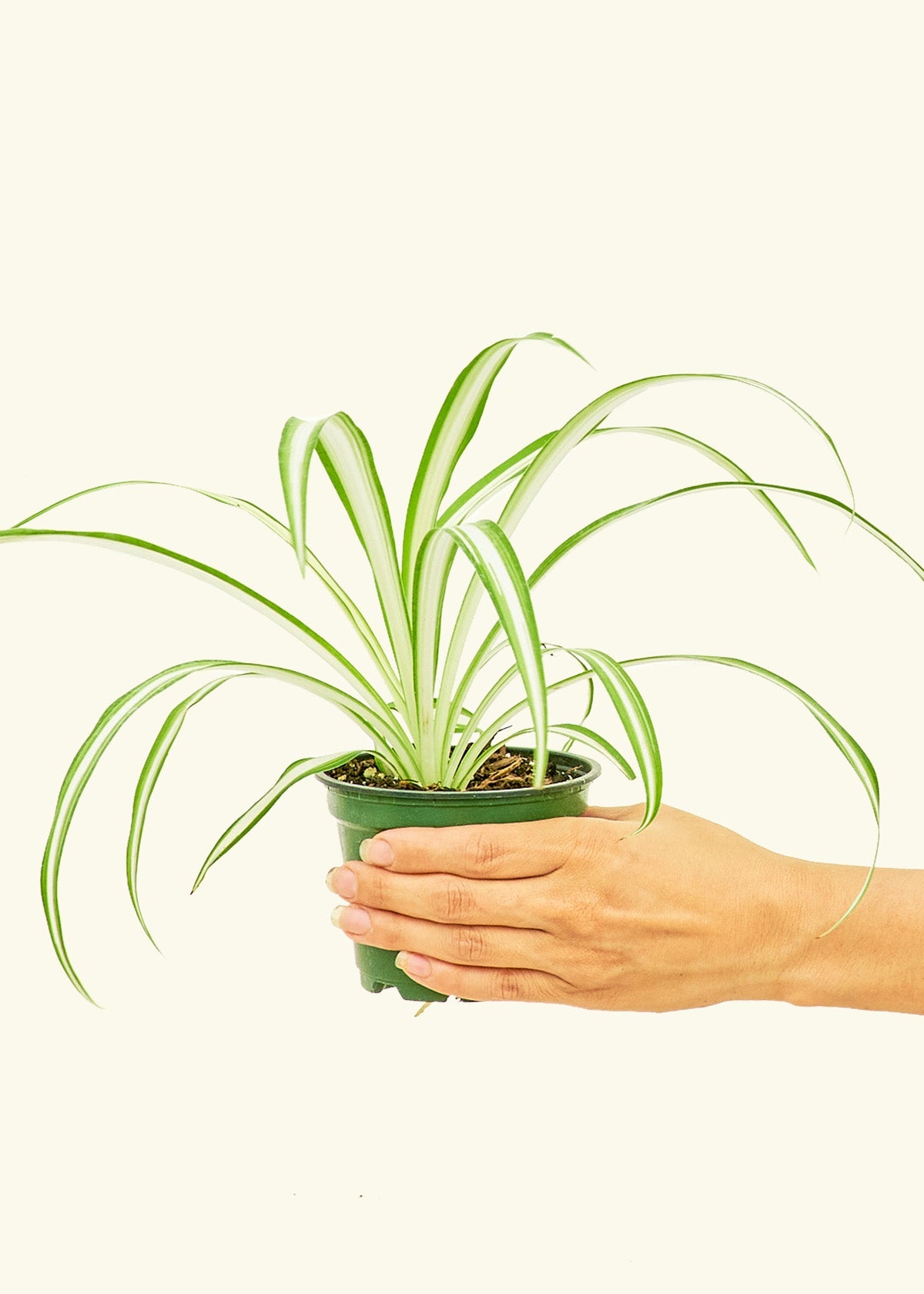 Hand-drawn small plant in a pot 25882284 Vector Art at Vecteezy