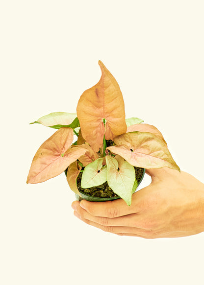 Small Pink Arrowhead in a grow pot