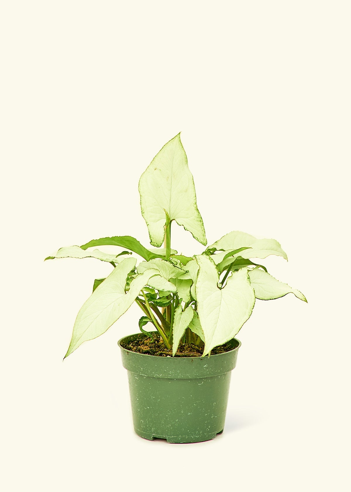 Small Arrowhead Plant White Butterfly (Syngonium podophyllum)