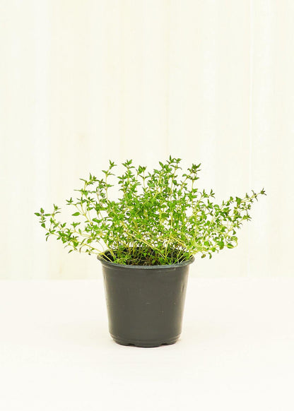 Thyme 4-Pack Plant Rooted 