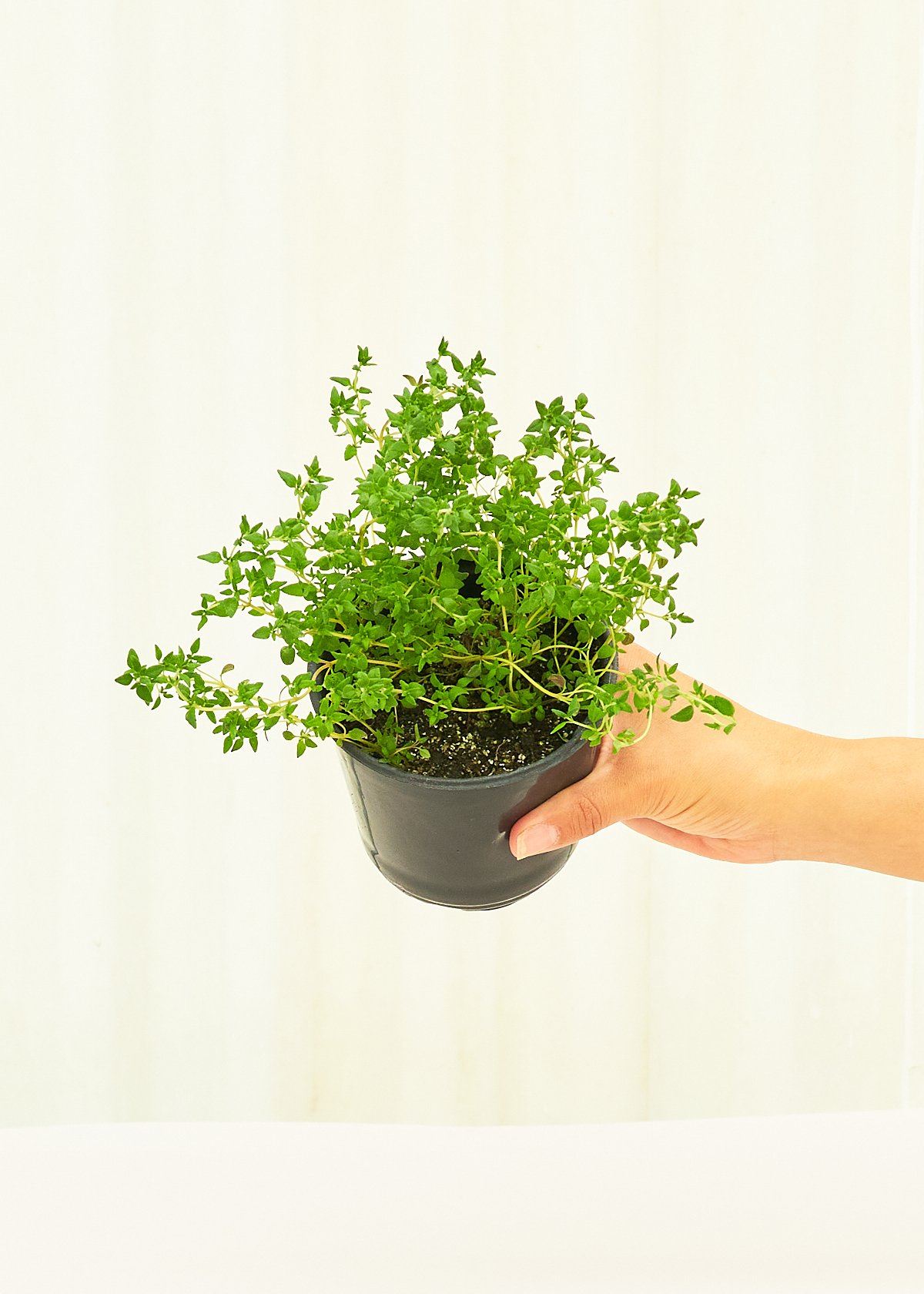 Thyme 4-Pack Plant Rooted 