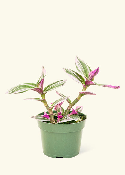 Small Tradescantia Nanouk (Tradescantia albiflora 'nanouk') in a grow pot.