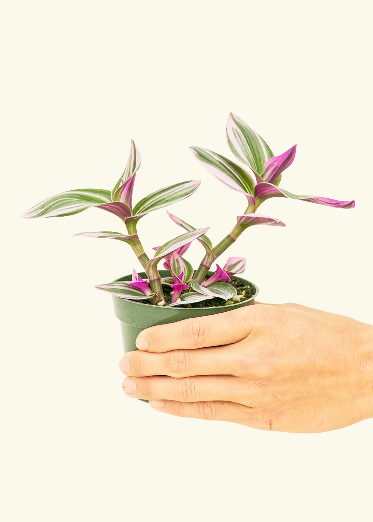 Small Tradescantia Nanouk (Tradescantia albiflora 'nanouk') in a grow pot.