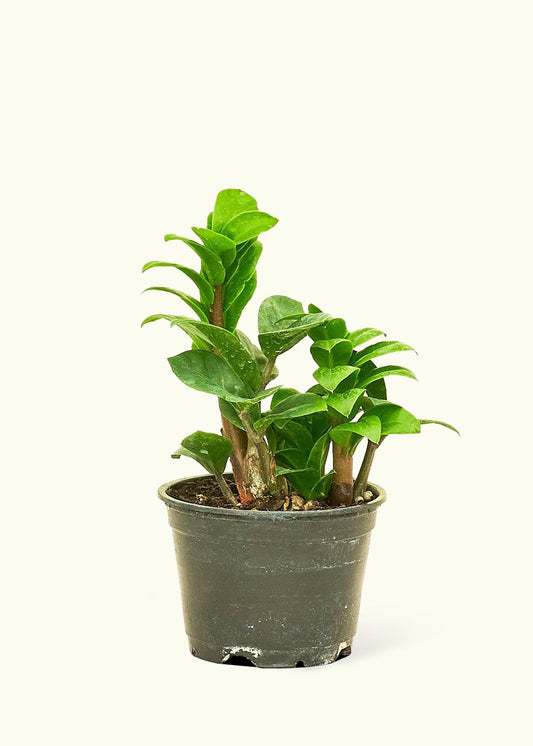 Small Zenzi ZZ Plant (Zamioculcas zamiifolia 'Zenzi') in a grow pot.