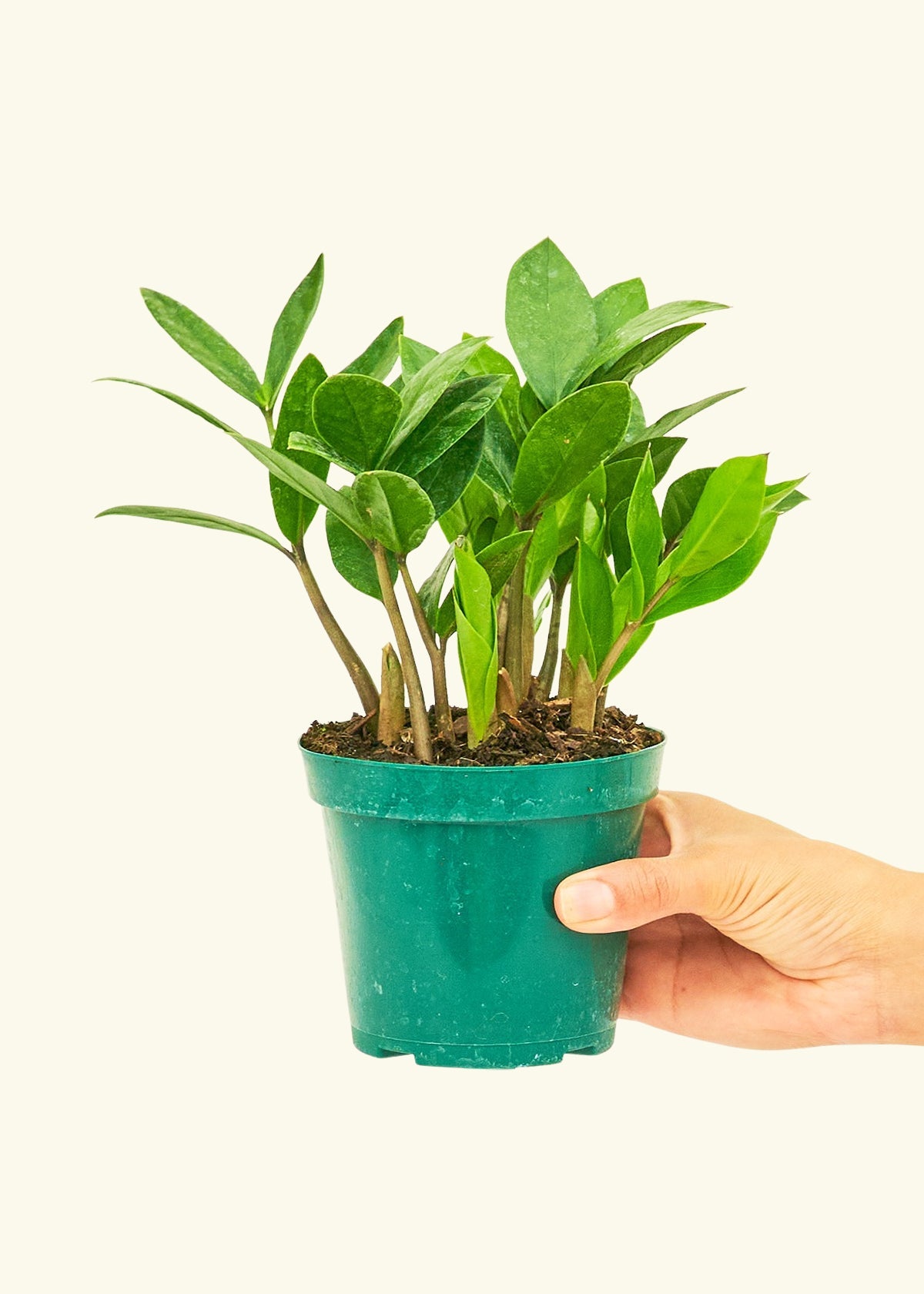 Small ZZ Plant (Zamioculcas zamiifolia) in a grow pot.