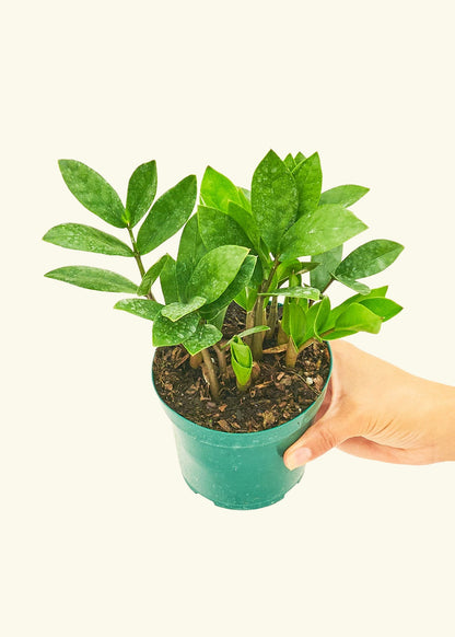 Small ZZ Plant (Zamioculcas zamiifolia) in a grow pot.
