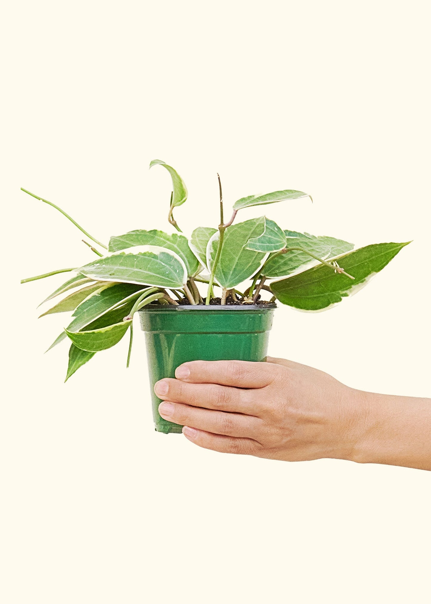 Medium Hoya 'Macrophylla' (Hoya 'Macrophylla') in grow pot