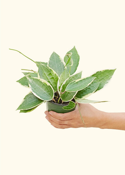 Medium Hoya 'Macrophylla' (Hoya 'Macrophylla') in grow pot