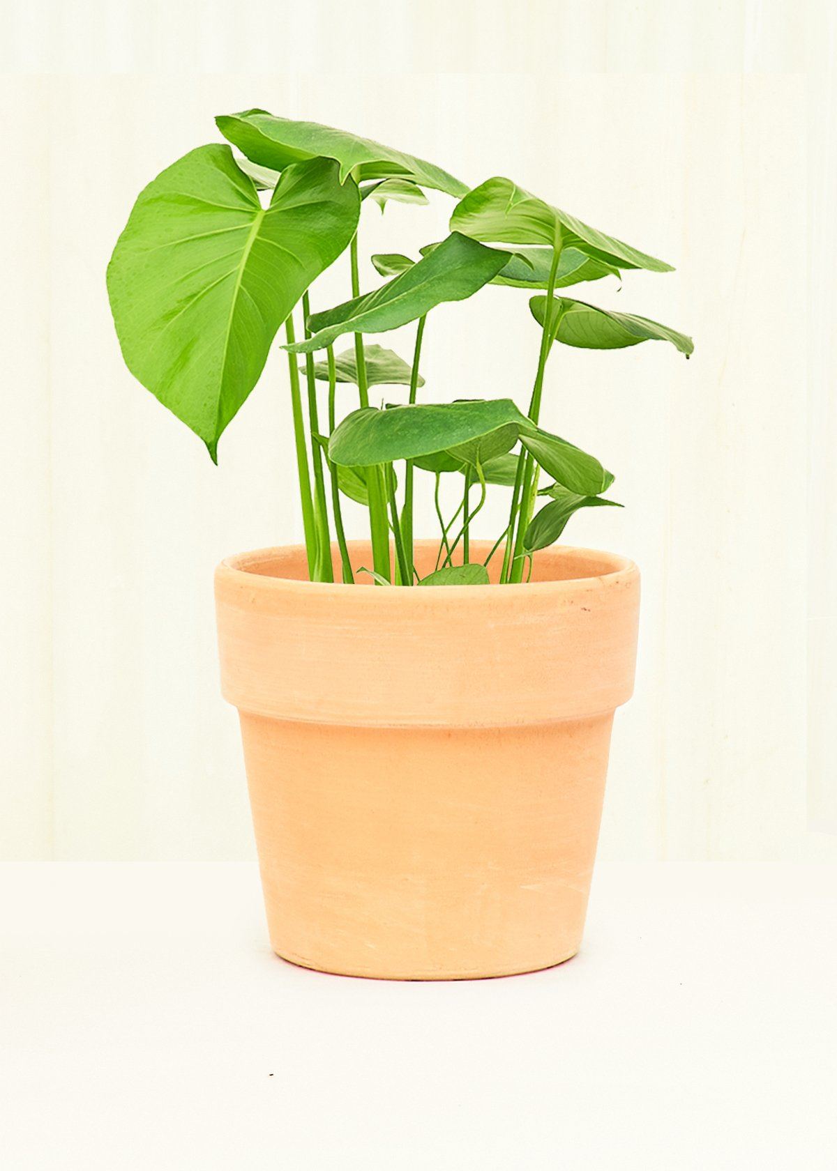 Terracotta Perfetto Cache Pot Planter Deroma Blush SM 