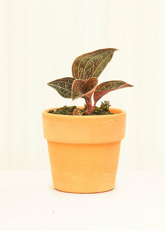 Small Terracotta  Perfetto Cache Pot Planter Deroma 