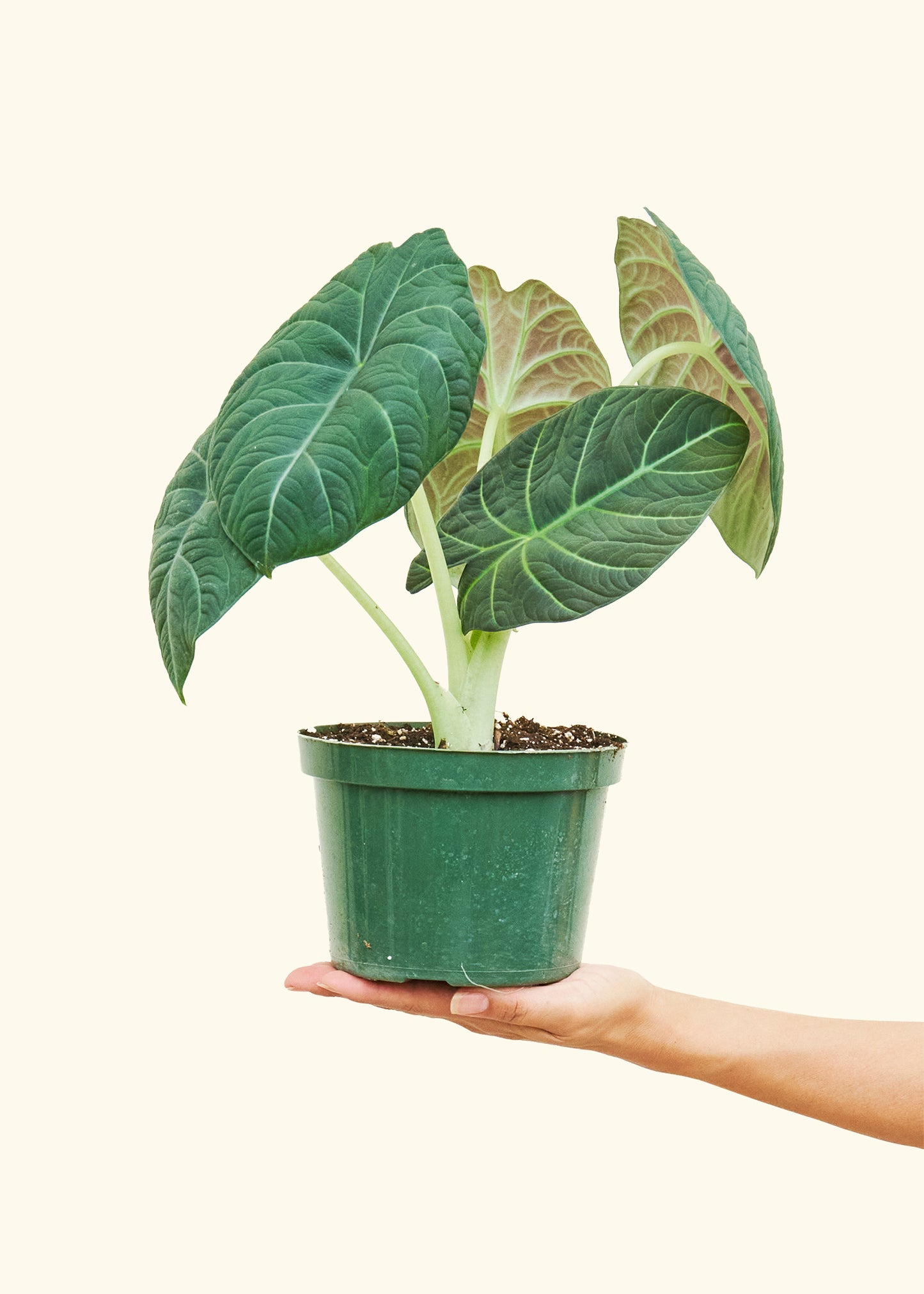 6" Alocasia maharani in a grow pot.