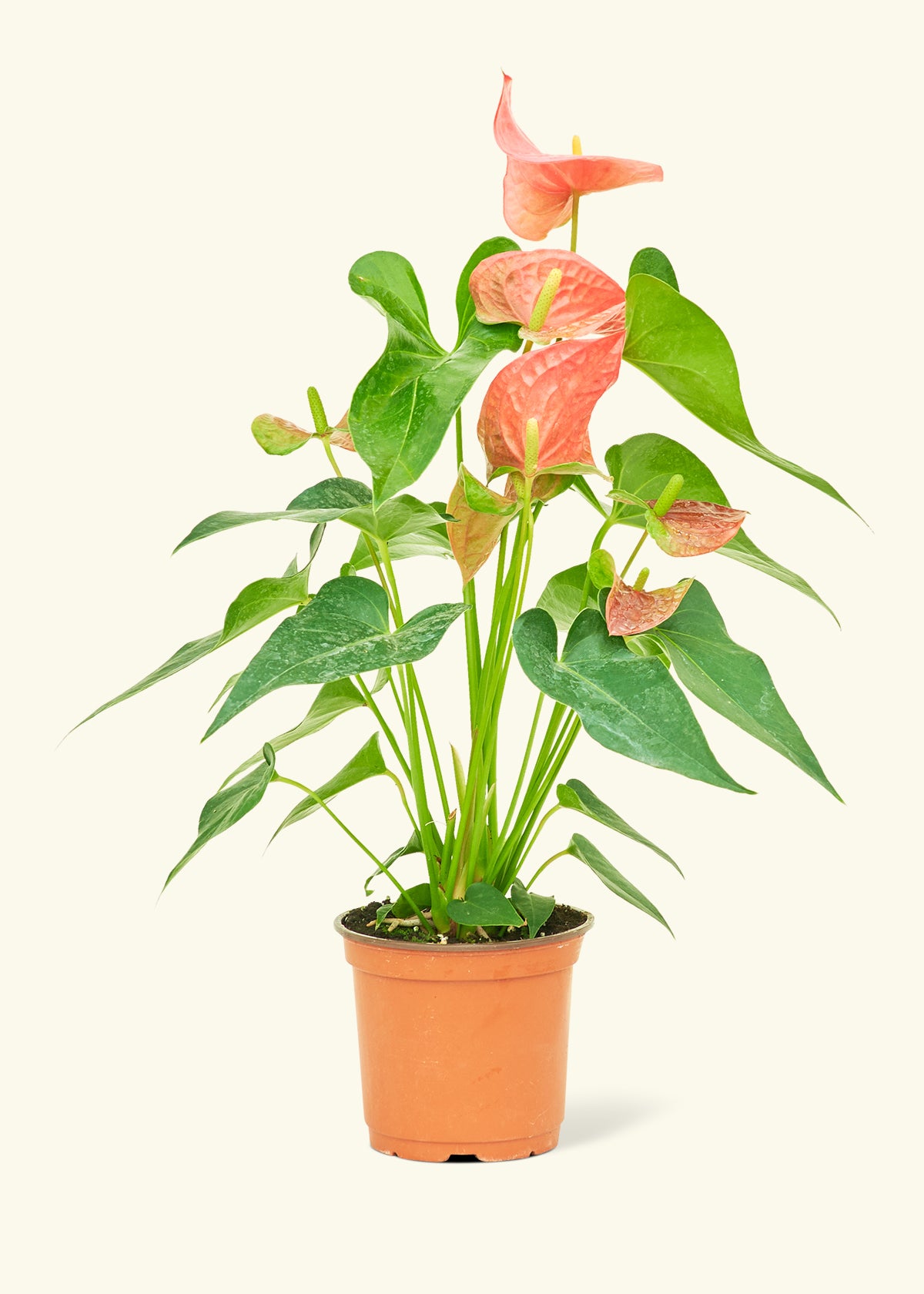 Medium Anthurium 'Pink Flamingo' in a grow pot.