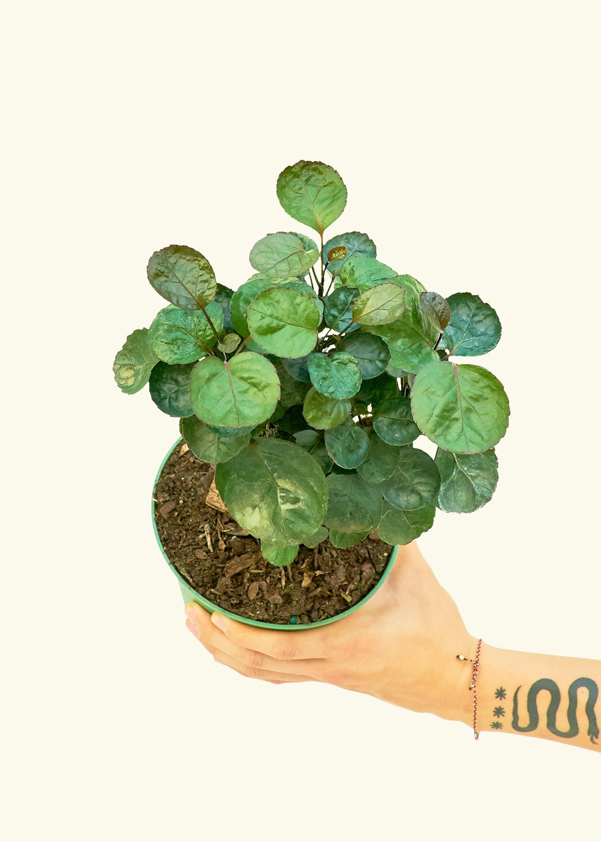 Medium Aralia 'Fabian' in a grow pot.