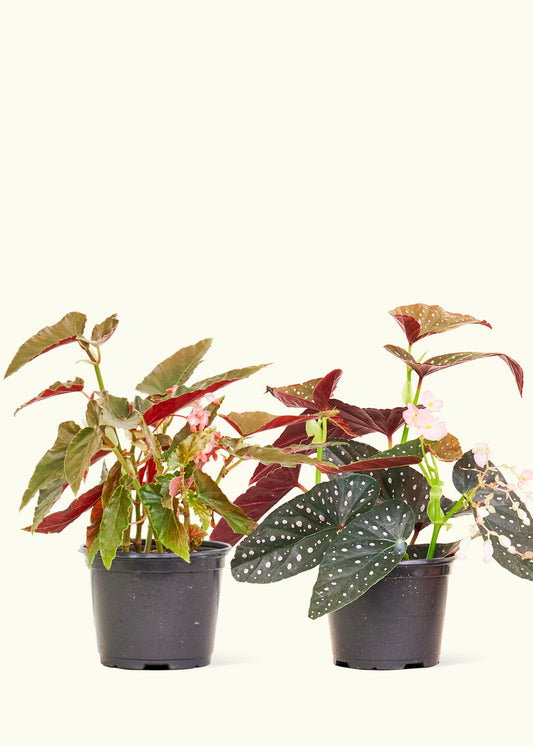 Two 6" begonia 'angel wing' varieties in nursery pots