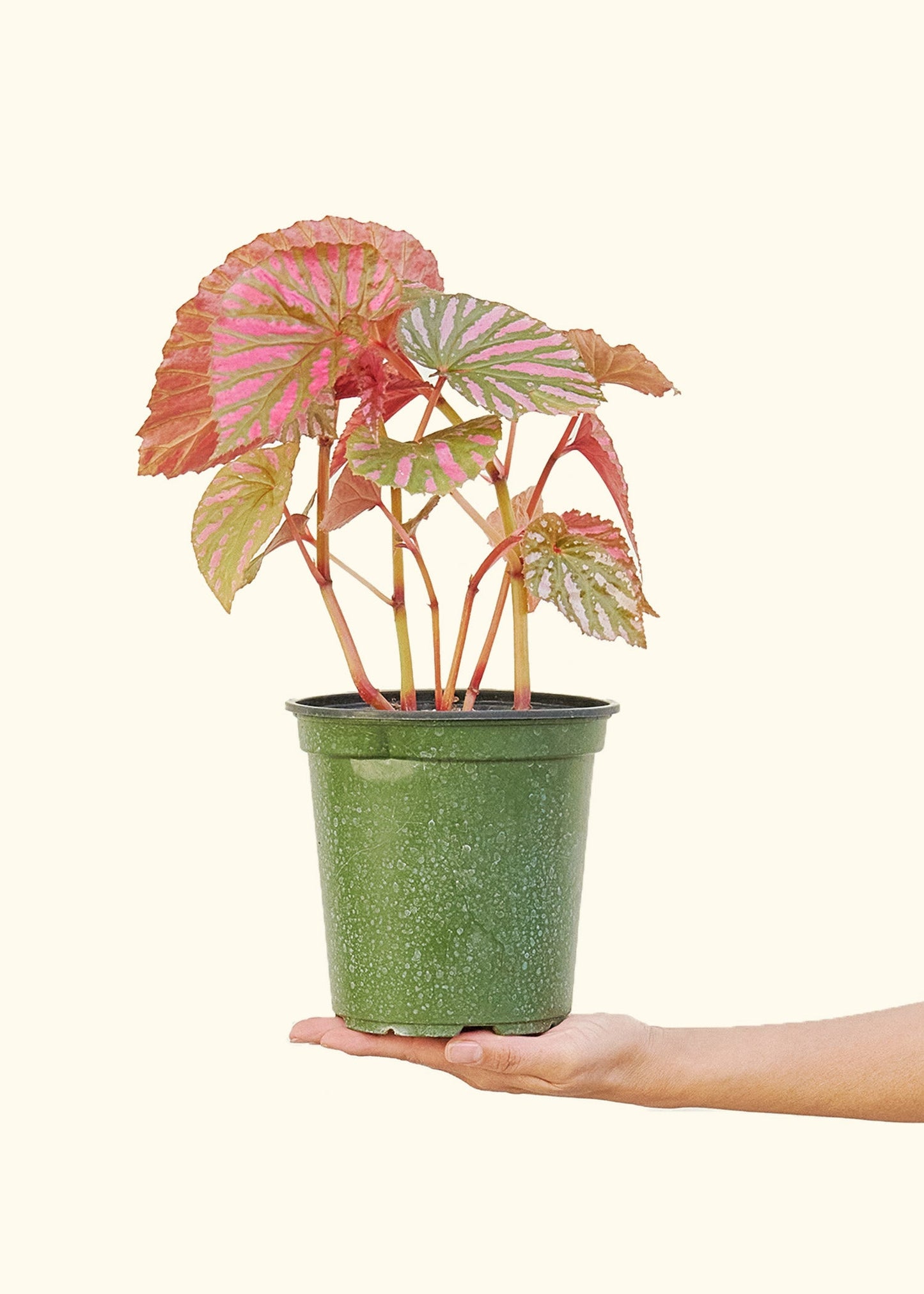 Begonia Exotica in a 6 inches grow pot