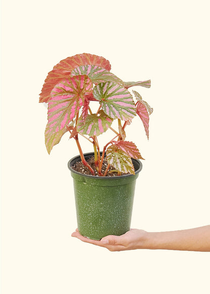 Medium Begonia Exotica in a grow pot.