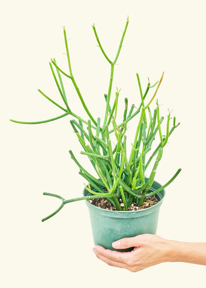 Medium Pencil Cactus (Euphorbia tirucalli)