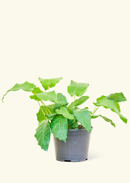 Medium Calathea musaica (Goeppertia kegeljanii) in grow pot