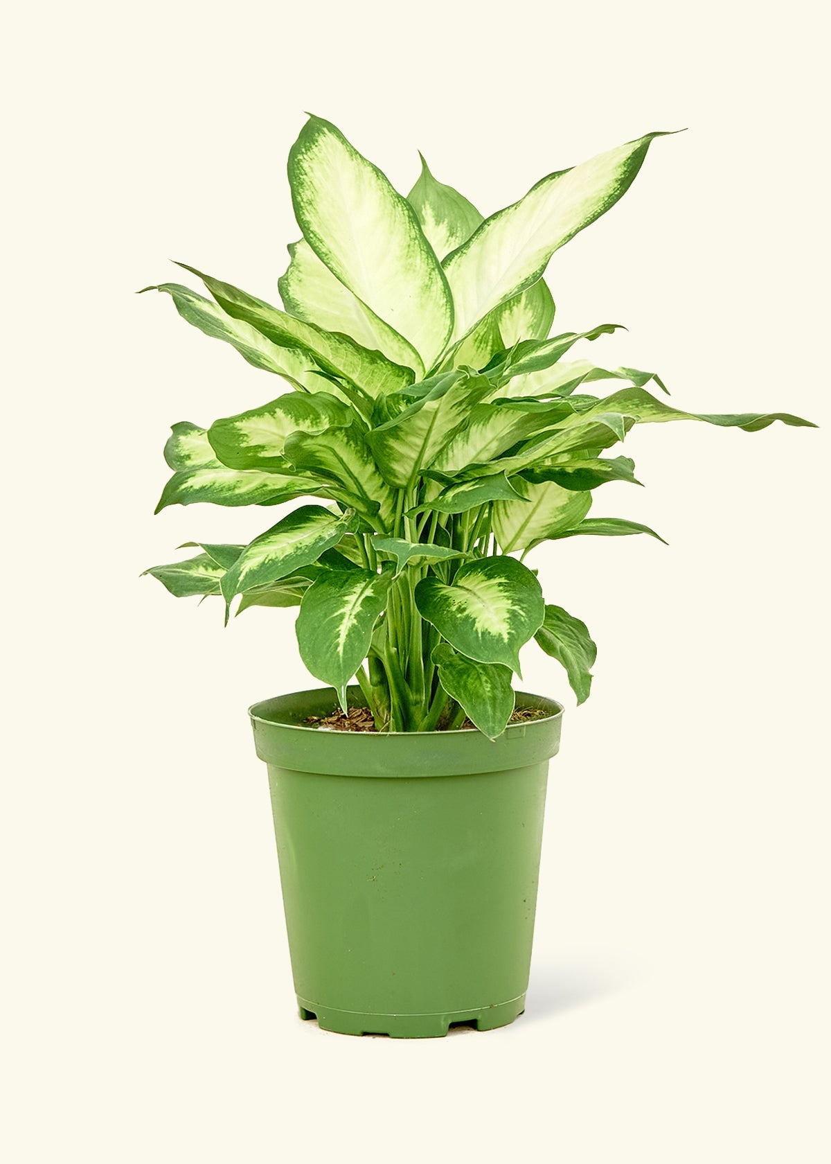 Medium Dieffenbachia 'Camille' (Dieffenbachia 'Camille') in grow pot