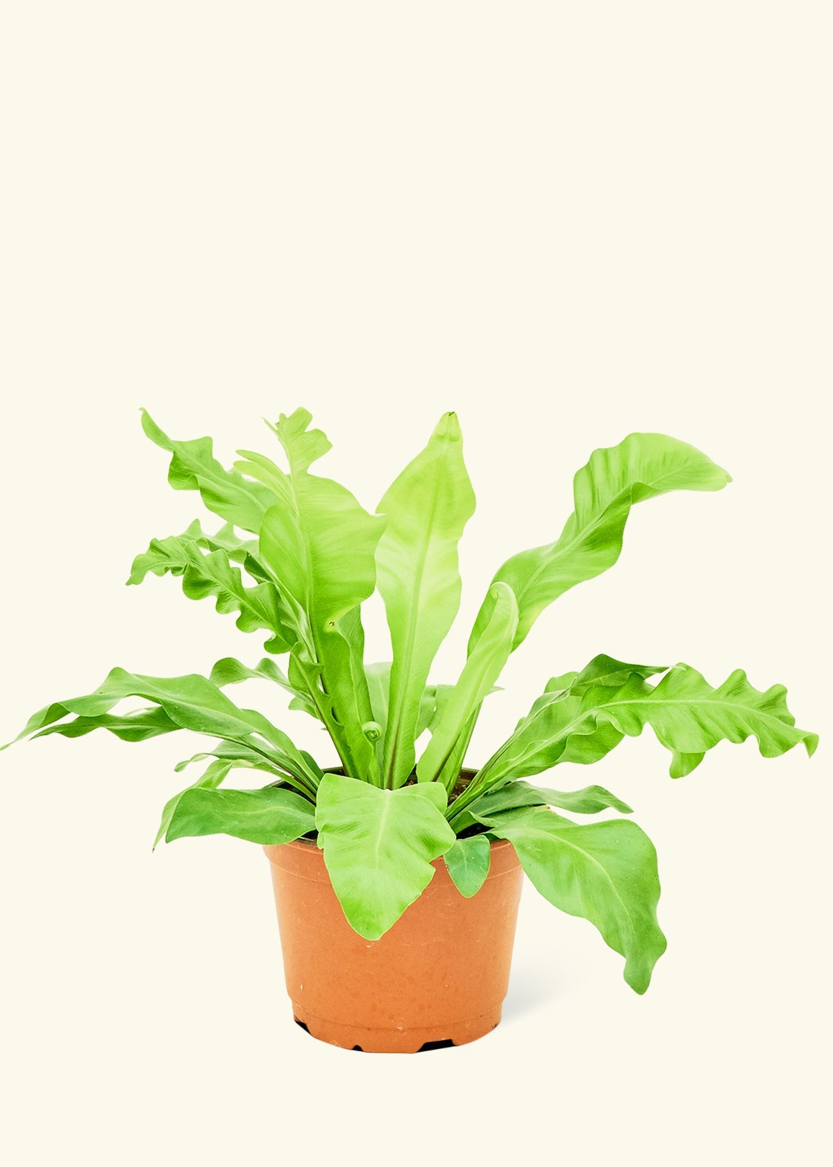 Easy Care Fern Plants