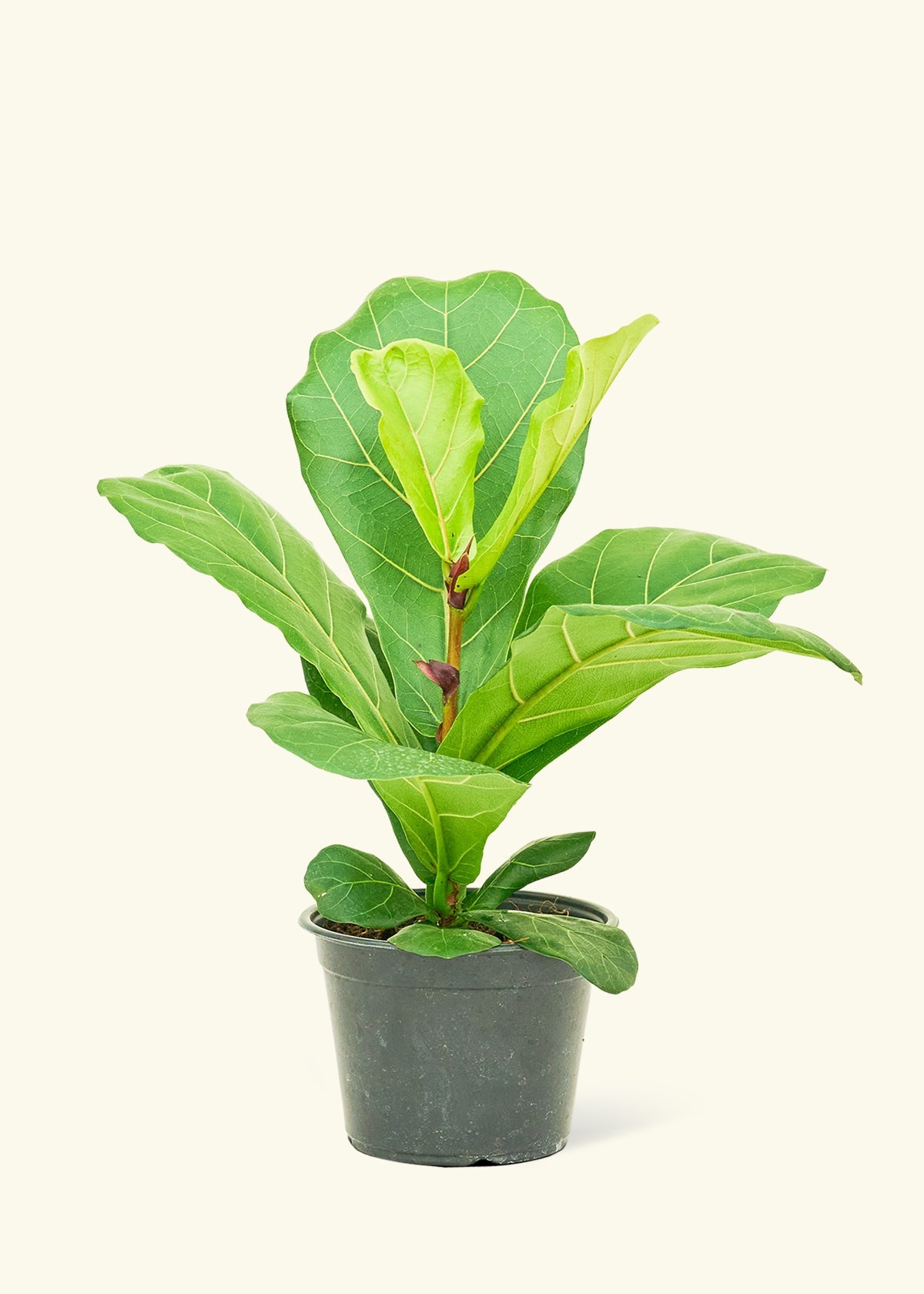 Medium Fiddle Leaf Fig (Ficus lyrata) in ceramic pot.