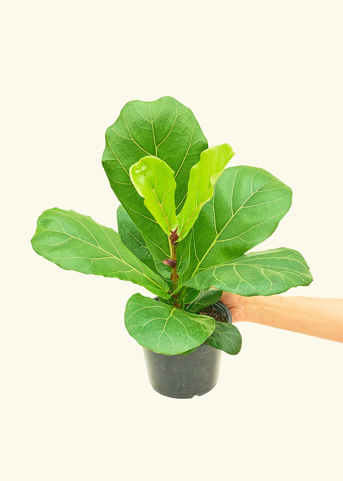 Medium Fiddle Leaf Fig (Ficus lyrata) in ceramic pot.