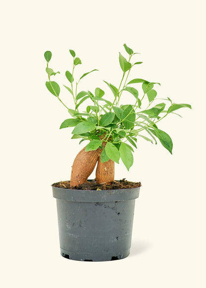 Medium Ficus 'Ginseng' in a grow pot