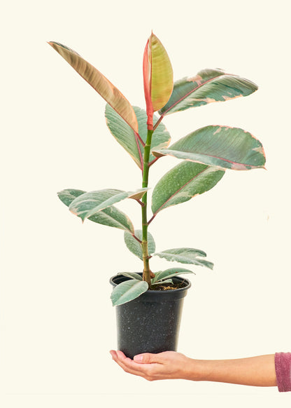 Medium Ruby Rubber Tree (Ficus elastica 'Ruby')